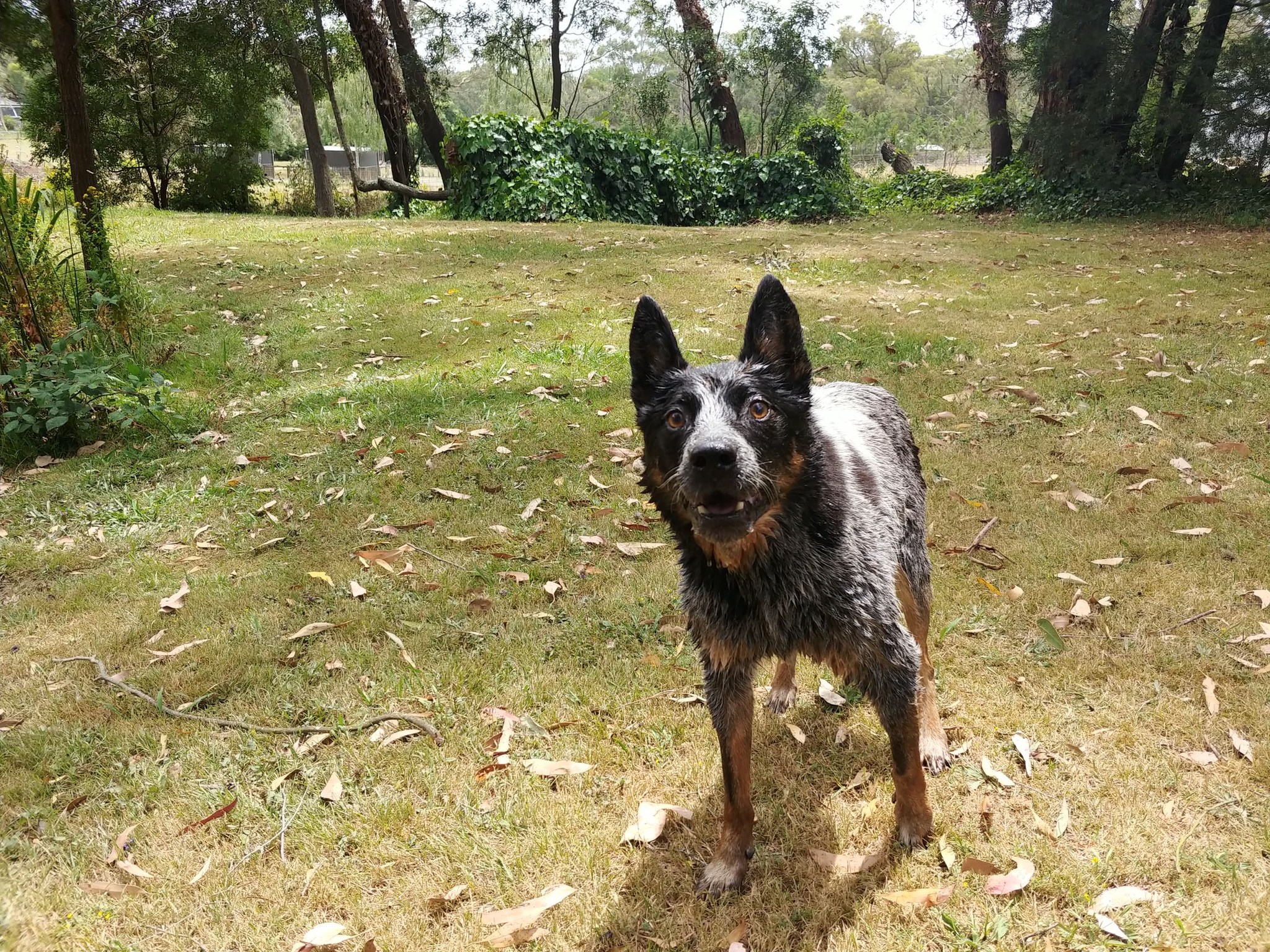 Set up your senior dog to thrive